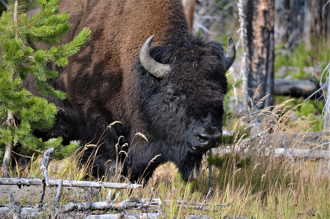 The Ultimate Guide to Wildlife Photography in Yellowstone